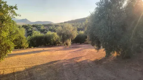 Finca de olivar en venta en Loja, Granada | 6,2 ha - foto 7 de 11 (Loja)