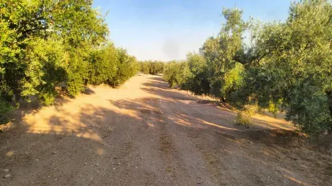 Finca de olivar en venta en Loja, Granada | 6,2 ha - foto 2 de 11 (Loja)
