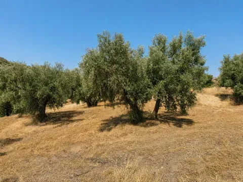 Finca rústica en venta en Loja, Granada | 25.000 m² - foto 4 de 12 (Loja)