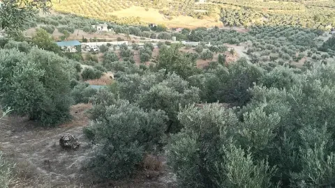 Terreno Rústico con Olivos en Alfacar, Granada | Venta - foto 5 de 8 (Alfacar)