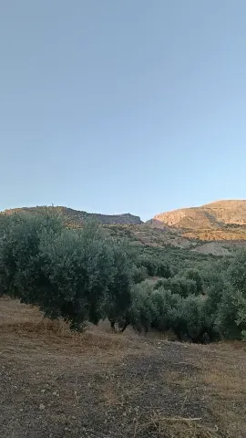 Terreno Rústico con Olivos en Alfacar, Granada | Venta - foto 2 de 8 (Alfacar)