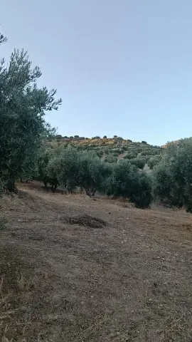 Terreno Rústico con Olivos en Alfacar, Granada | Venta - foto 7 de 8 (Alfacar)