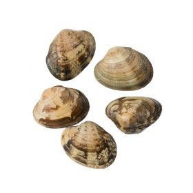 PORTUGUESE CLAMS "G"