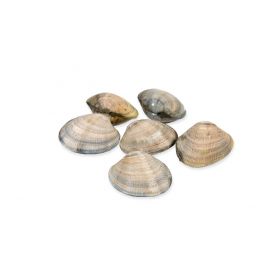 FARMED GALICIAN CLAMS