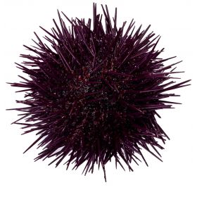 SEA URCHIN