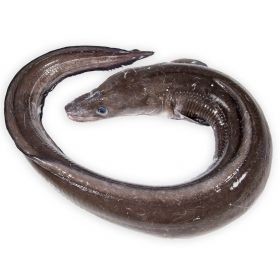 CONGER EEL