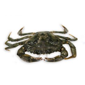 GREY CRAB