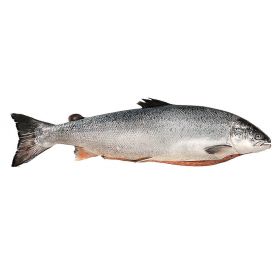 SAUMON DE NORVÈGE 1-2 KG