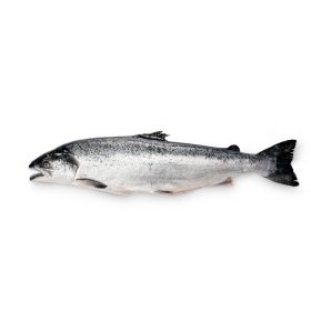 NORWEGIAN SALMON 3-4 KG