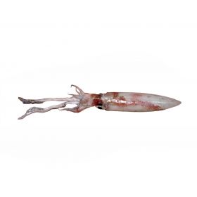 MEDITERRANEAN SQUID 100-300 G