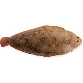 DOVER SOLE +500 G