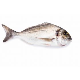 DORADA DE COSTA 2-3 KG