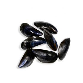 DATE MUSSELS