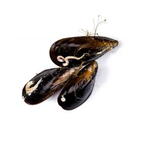 PREMIUM GALICIAN MUSSELS