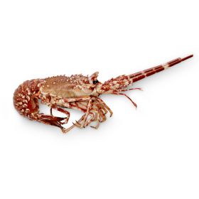 SPINY PACIFIC LOBSTER