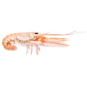 SCAMPI N.2 (16-20)