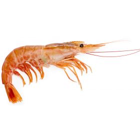 ARGENTINE RED SHRIMP 10-20 - CONARPESA