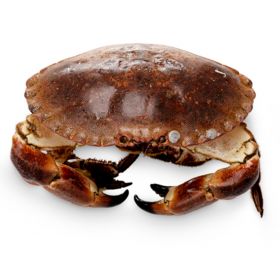 EDIBLE CRAB