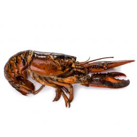 CANADIAN LOBSTER 450-550 G