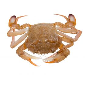 HARBOUR CRAB