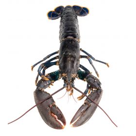 EUROPEAN LOBSTER 450-550 G