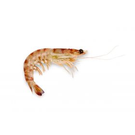 MEDITERRANEAN STRIPED PRAWN "BB"