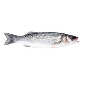 FARMED SEA BASS 1-1.5 KG