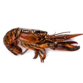 HOMARD CRU 350-400 G