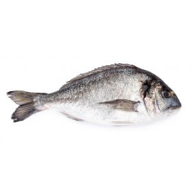 FARMED SEA BREAM 1-1,5 KG