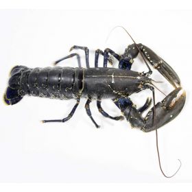 EUROPEAN LOBSTER "G"