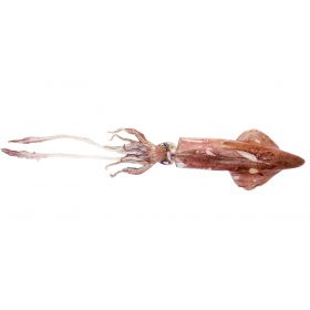 FRENCH SQUID 500-100 G