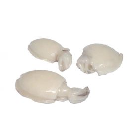 CLEAN INDIAN CUTTLEFISH 8-12 U/KG