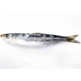 SARDINA ENTERA