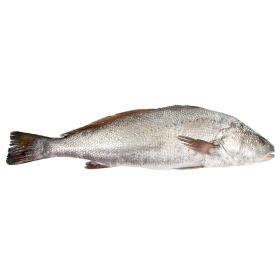 CORBINA DE PISCIFACTORIA 3-4 KG