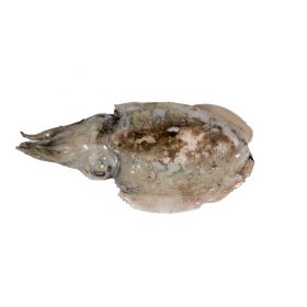 CUTTLEFISH 500-1000 G