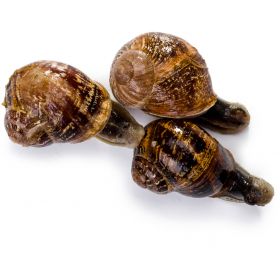 COMMON SNAIL