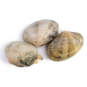 GALICIAN CLAMS Nº 1 50-60 U