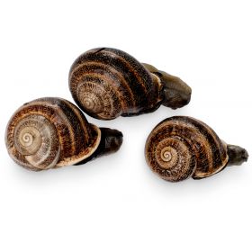 "CABRILLA" SNAIL