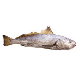 FARMED SEA BASS 4-6 KG