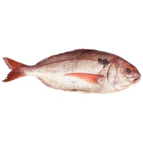 BLACKSPOT SEA BREAM 1-1,5 KG