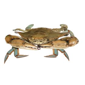 BLUE SWIMMING CRAB