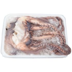 SEMI-PRESERVED GIANT SQUID TENTACLES