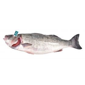 AQUANARIA SEA BASS 2.8-3.7 KG/UN