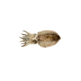 FRENCH CUTTLEFISH 500-1000 G