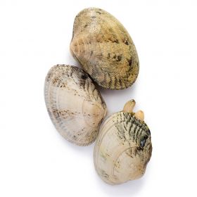 GALICIAN CLAMS Nº 0000 20-30 U