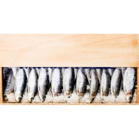 SALTED SARDINES