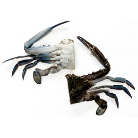 BLUE SWIMMING CRAB