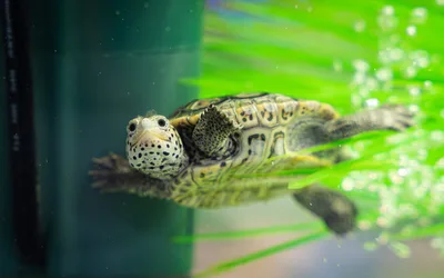 McWane Science Center's Terrapin Nursery