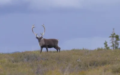 Fall Fortymile Caribou Hunt
