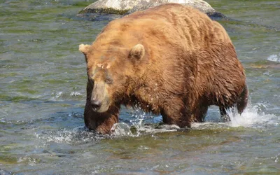 Fat Bear Week 2025